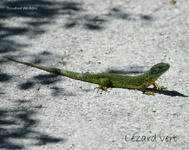 Lezard vert_7131.jpg